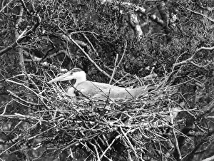 Bird Nest Images Drucke: Birds / Heron