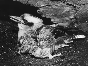 Bird Species Australia Drucke: Birds / Kookaburra