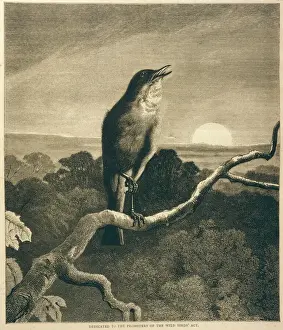Wildtiere Aquarellbilder Drucke: Vögel / Nachtigall