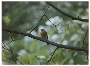 British Birds In Gardens Drucke: Birds / Robin