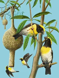 Nature Prints Online Drucke: Birds which weave