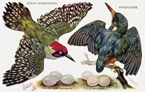 Vintage Bird Illustrations Drucke: Birds on the Wing cut out