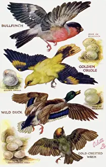 Vögel im Flug schneiden aus