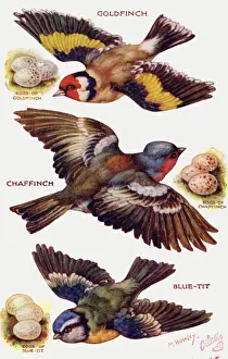 Vögel im Flug geschnitten