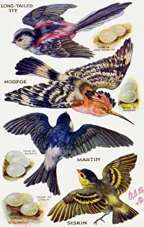 Vögel im Flug geschnitten