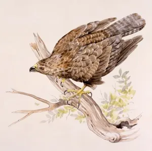 Malcolm Greensmith Art Drucke: A Buzzard on a broken branch