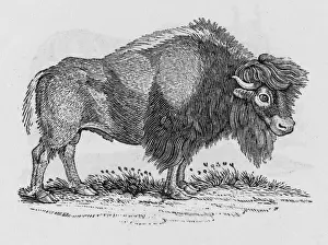 Animal Prints For Sale Online Drucke: Bison (Bewick)