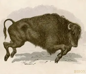 Wild Animal Behavior Images Drucke: Bison Charging