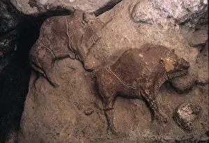 Rind von Le Tuc dAudoubert