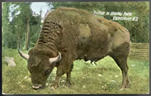 Large Mammal Photos Drucke: Bison Photo