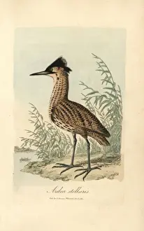 Copperplate Prints For Sale Drucke: Bittern, Ardea stellaris, Botaurus stellaris