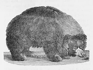 18th Century Wildlife Art Drucke: Black Bear (Bewick)