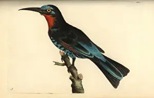 Drucke von Schwarze Biene-Fressermeise (Merops gularis) - Händegemalte Kupferstich von George Shaw und Frederick Nodders aus 'The Naturalist's Miscellany', London, 1797 Schwarze Bienenfresser Drucke: Schwarzbarter Ameisenfresser, Merops gularis