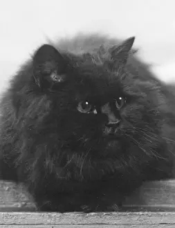 Drucke von Meister schwarzer Katze Diese große, flauschige Katze liegt bequem. Besessen von Kapitän St Barbe Datum: 1935 Verwandte Bilder Drucke: Schwarzer Katze