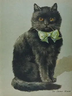 Vintage Cat Pictures Drucke: Black Cat with Ribbon