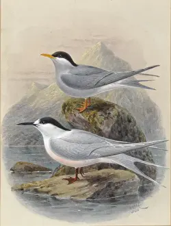 Drucke von Schwarzhals-Taucher-Stern Tarapirohe, Chlidonias albostriatus. Weißkopf-Taucherstern Tara, Sterna striata Feenseeschwalbe Drucke: Schwarzkopffruchtterne und Weißkopffruchtternen