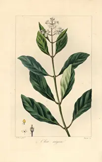 Drucke von Schwarzes Eichenholz oder Olivenbaum (Olea capensis), ursprünglich aus Afrika Pancrace Bessa Drucke: Schwarzes Eukalyptusbaum oder Olivenbaum (Olea capensis)