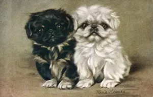 Pekingese Puppies Drucke: Black & White Pekingese