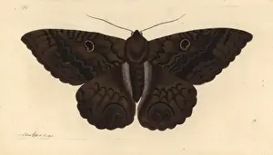 Schwarze Zaunkönigsmotte, Ascalapha odorata
