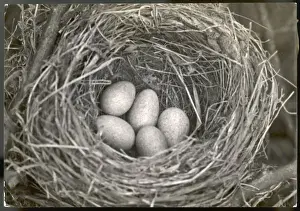 Bird Nesting Habits Drucke: Blackbird Eggs in Nest