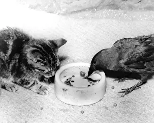 Retro Pet Pictures Drucke: Blackbird and Kitten