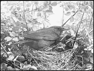 Garden Wildlife Photography Drucke: Blackbird Nesting
