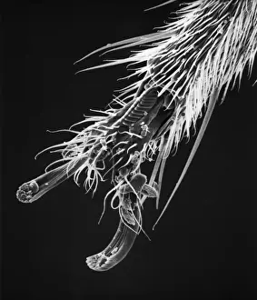 Schwarzbettelfliegenantenne