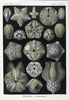 Ernst Haeckel Prints Drucke: Blastoidea; extinct stemmed echinoderm