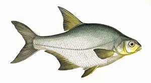 Silberhecht oder Silberbärchen