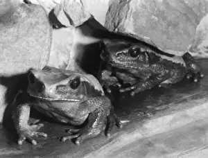 Blaomburgs Frosch
