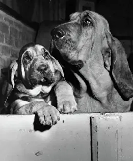 Hund Drucke: Zwei Bluthunde