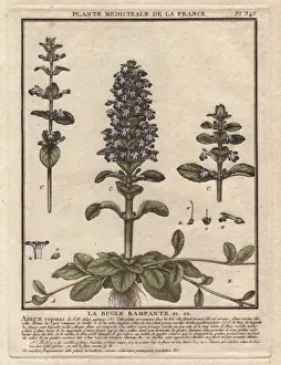 Blue Bugle Drucke: Blue bugle, Bugleherb, Bugleweed, Carpetweed