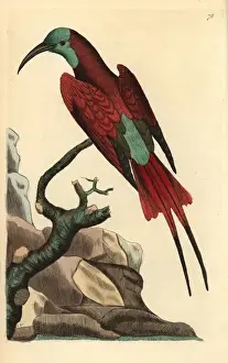 Blauköpfiger Bienefresser, Merops muelleri