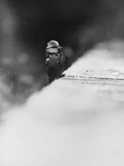 Vintage Bird Pictures Drucke: BLUE TIT