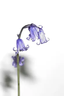 Bluebell Flower Drucke: Bluebell