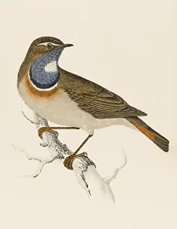 Historical Birds Of Prey Drucke: Bluethroat / Bluebreast