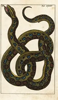 Snake Illustration Drucke: Boa constrictor