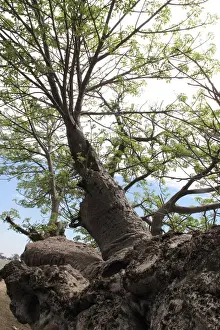 Boab Tree Drucke: Boab / Baobab Tree