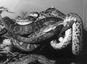 Teppichpython Drucke: Boas und Python