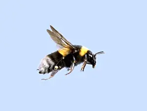 Insect Photography UK Drucke: Bombus sp. bumble bee