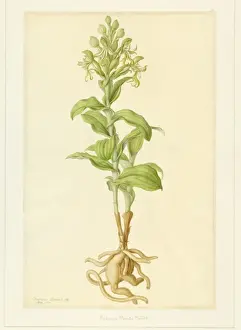 Bonatea speciosa