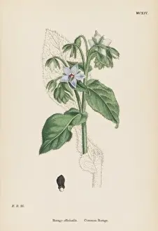 Borago Officinalis Drucke: Borago Officinalis
