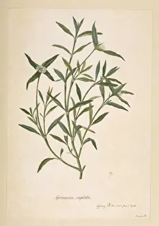 Rubiaceae Family Plants Drucke: Borreria capitata