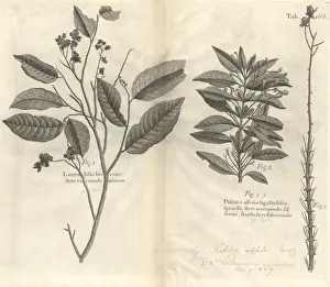 Angiosperm Illustrations Online Drucke: Botanical engravings
