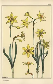 Botanische Zeichnung der Jonquille, Narcissus