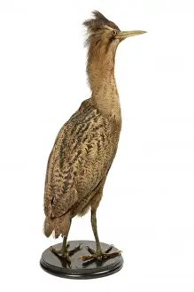 Natural History Museum Tring Drucke: Botaurus stellaris, great bittern