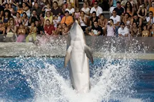 Tursiops Truncatus Behavior Drucke: Bottlenose Dolphin amusing the crowd with a tail dance