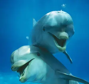 Tursiops Truncatus Drucke: Bottlenose DOLPHIN - two facing camera