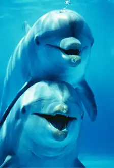 Tursiops Truncatus Drucke: Bottlenose DOLPHIN - two, facing, one on top of the other