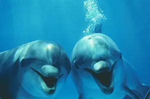 Tursiops Truncatus Images Drucke: Bottlenose Dolphin - two, smiling